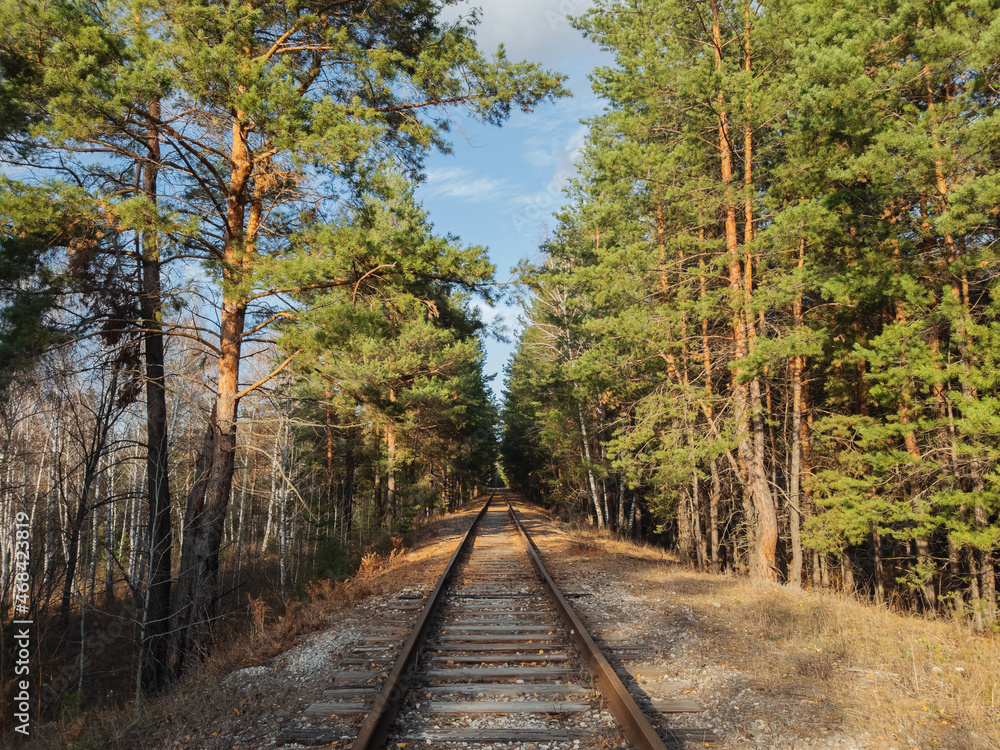 Fototapeta premium Old railway through a pine forest.