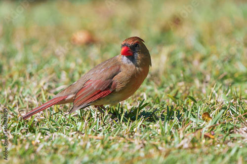 A female Northern Cardinal