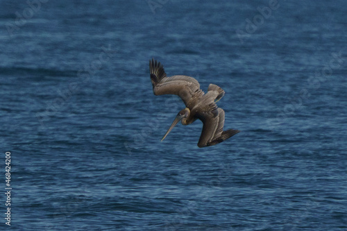 A brown pelican diving into the sea