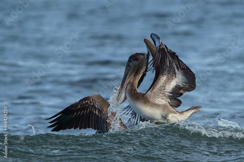 pelicans on the beach