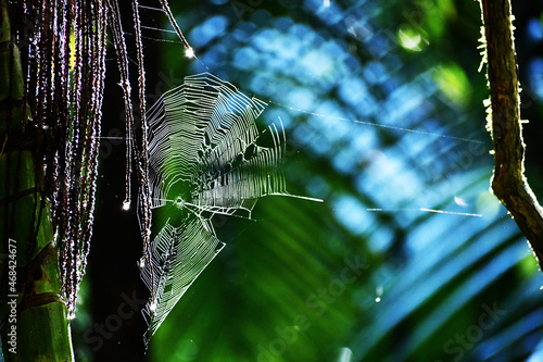 Spider Web in the Jungle
