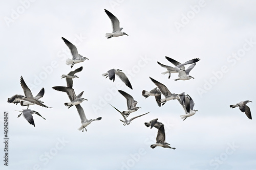Flock of Seagulls in Flight