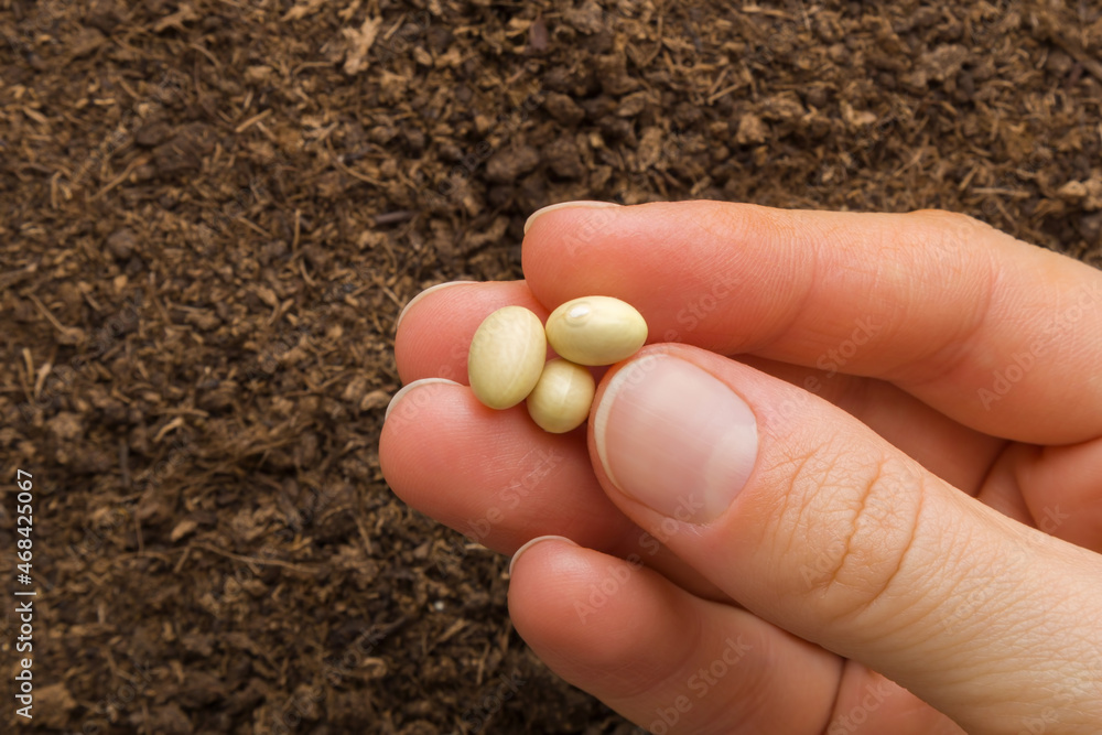 Young adult woman fingers holding and showing dry white bean seeds on fresh dark soil background. Closeup. Preparation for garden season in early spring. Top down view. Young adult woman fingers holding and showing dry white bean seeds on fresh dark soil background. Closeup. Preparation for garden season in early spring. Top down view.