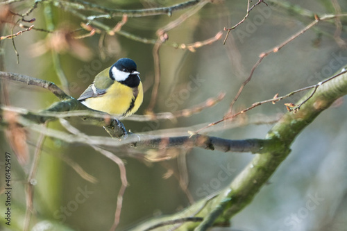 one greathungry great tit in the winter tit on a tree at a cold and sunny winter day