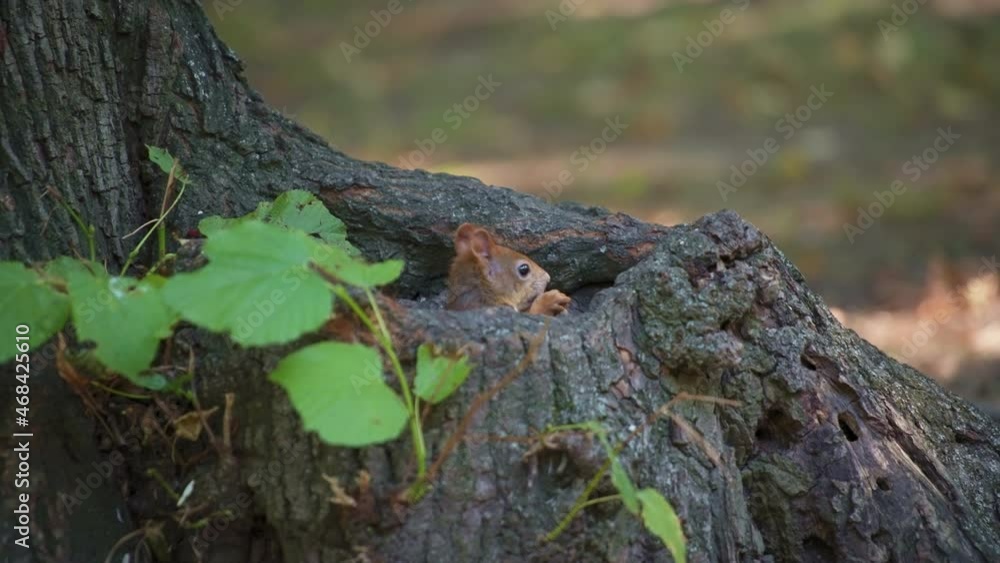 Close up of a red squirrel hiding in a tree trunk and eating seeds. Slow motion. Close up of a red squirrel hiding in a tree trunk and eating seeds. Slow motion.