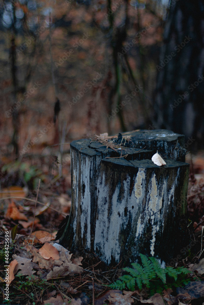 Fototapeta premium autumn in the forest