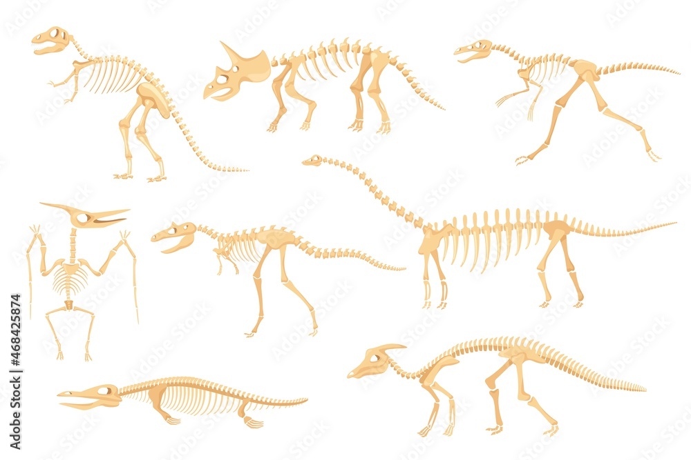 Cartoon dinosaur skeletons, dinosaurs prehistoric bone fossils. Triceratops, pterodactyl, tyrannosaurus, ancient skeleton for museum vector set. Dino creatures or monster for exhibitions Cartoon dinosaur skeletons, dinosaurs prehistoric bone fossils. Triceratops, pterodactyl, tyrannosaurus, ancient skeleton for museum vector set. Dino creatures or monster for exhibitions
