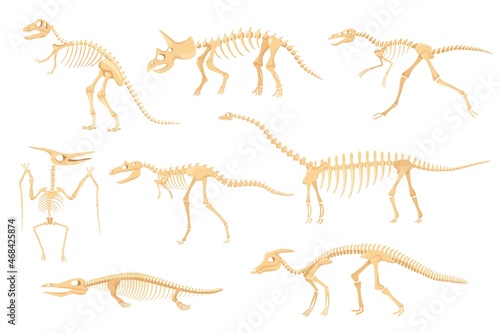 Cartoon dinosaur skeletons, dinosaurs prehistoric bone fossils. Triceratops, pterodactyl, tyrannosaurus, ancient skeleton for museum vector set. Dino creatures or monster for exhibitions