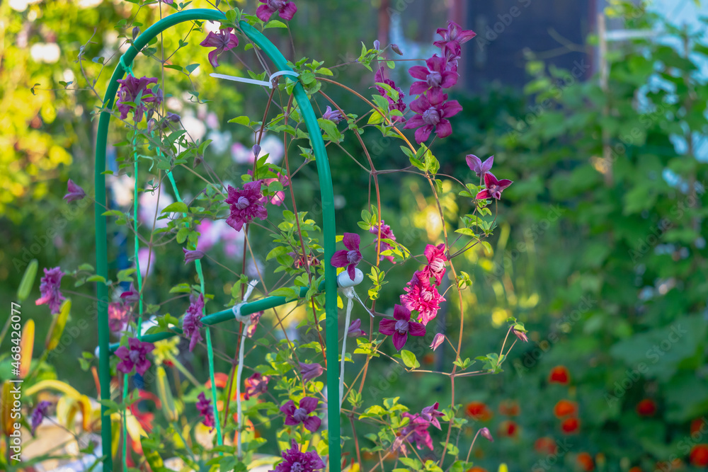 Blooming purple flower liana clematis on a support