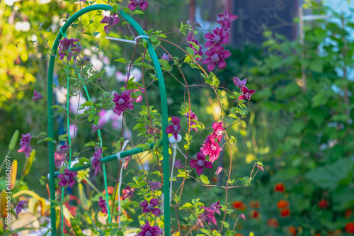 Obraz na płótnie Blooming purple flower liana clematis on a support w salonie