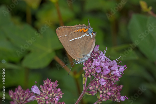 Kreuzdorn-Zipfelfalter, Satyrium spini, Valwig, Mosel, 09.07.2021 photo