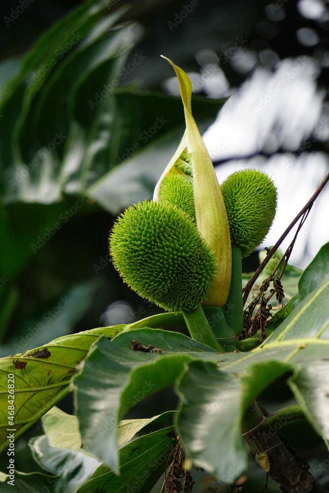 Artocarpus camansi (Also breadnut, Moraceae, breadfruit, Artocarpus altilis, seeded breadfruit, Breadnut fruits, Kluwih) on the tree. Indonesian cooked as food Artocarpus camansi (Also breadnut, Moraceae, breadfruit, Artocarpus altilis, seeded breadfruit, Breadnut fruits, Kluwih) on the tree. Indonesian cooked as food