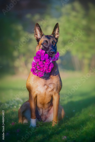 Belgian shepherd malinois dog sitting with bouquet of phlox