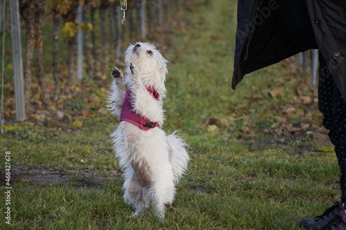 Weißer Malteser - Terrier  photo