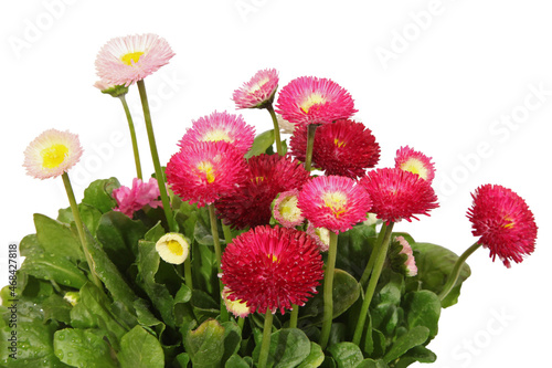 Pâquerettes Bellis perennis rouges photo