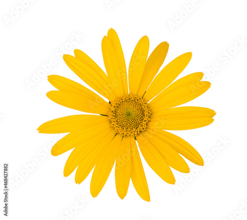 Heliopsis flower isolated on white background, clipping path, top-down