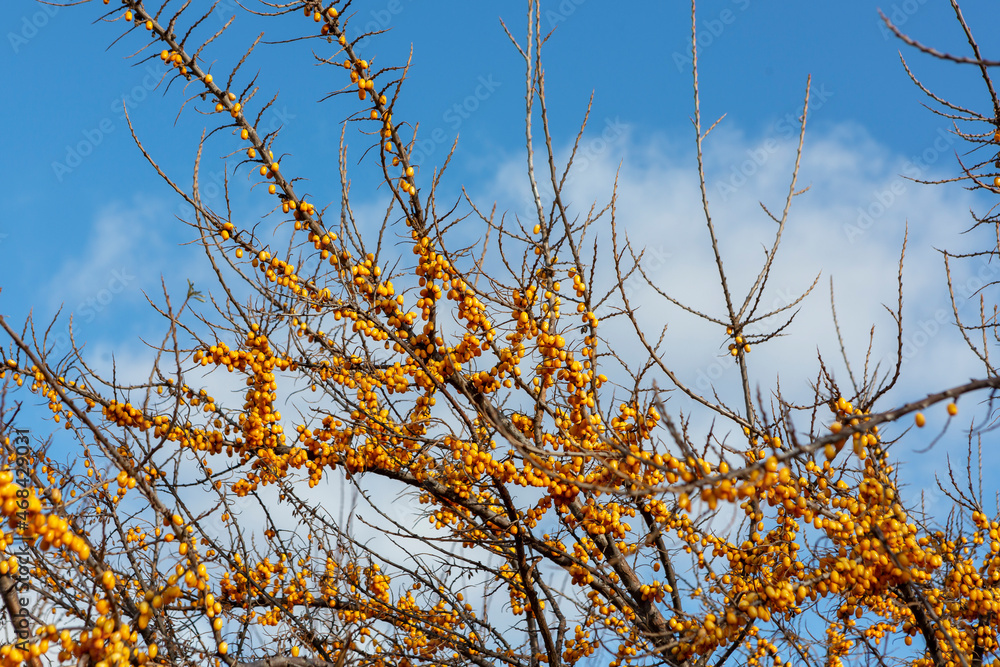 Fototapeta premium sea buckthorn, bright yellow berries against a blue sky