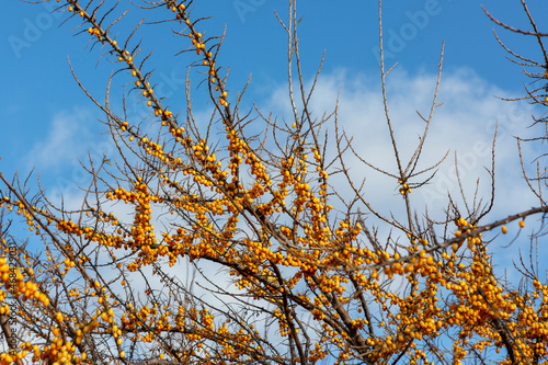 sea buckthorn  bright yellow berries against a blue sky