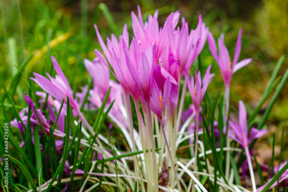 Colchicum autumnale is bloom in autumn garden Colchicum autumnale is bloom in autumn garden