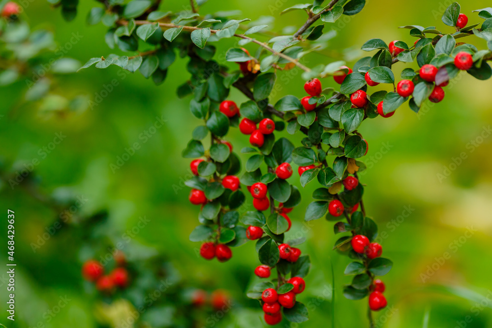 Red berries of Cotoneaster hielngvestii in natural background Red berries of Cotoneaster hielngvestii in natural background