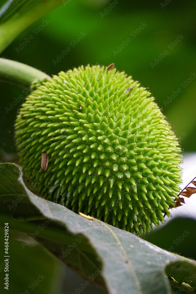 Fototapeta premium Artocarpus camansi (Also breadnut, Moraceae, breadfruit, Artocarpus altilis, seeded breadfruit, Breadnut fruits, Kluwih) on the tree. Indonesian cooked as food