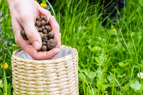 How to repot compacta a room plant. Home gardening and care. Using expanded clay for transplanting plant. Hands holding expanded clay. Preparation for transplanting or repotting room plant. 