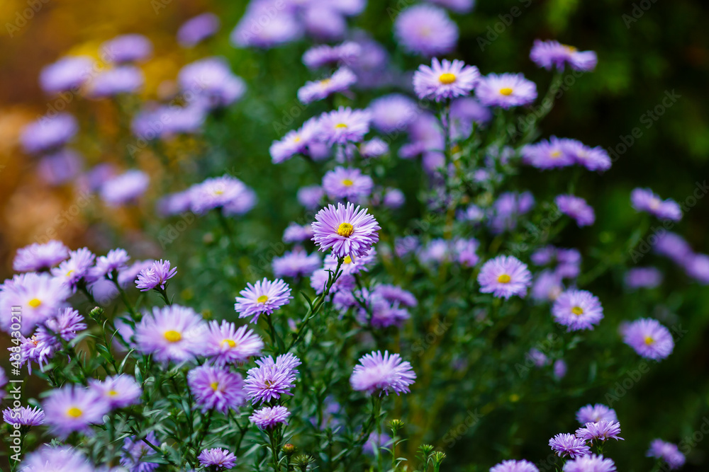 Obraz premium Symphyotrichum novi-belgii autumn astra in autumn garden