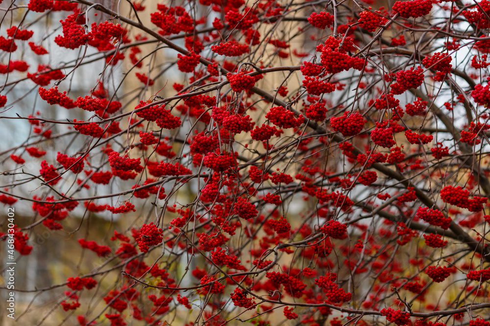 Red berries of mountain ash Sorbus in autumn time