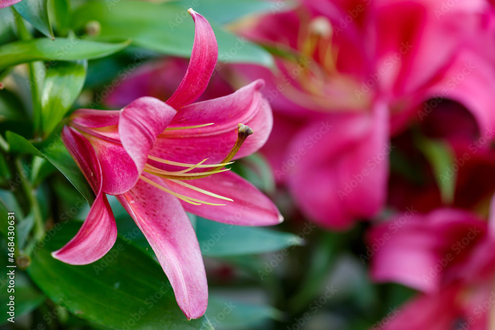 Beautiful oriental hybrids in bloom. Growing bulbous oriental lilies in the garden. Beautiful oriental hybrids in bloom. Growing bulbous oriental lilies in the garden.