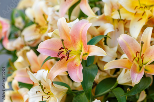 Beautiful oriental hybrids in bloom. Growing bulbous oriental lilies in the garden.  photo