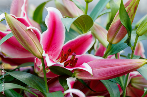 Beautiful oriental hybrids in bloom. Growing bulbous oriental lilies in the garden.  photo