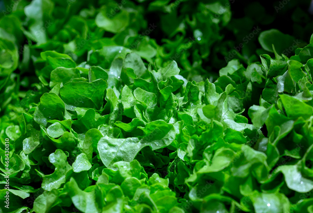 close-up. Lactuca sativa, also known as curly lettuce, close-up. Lactuca sativa, also known as curly lettuce,