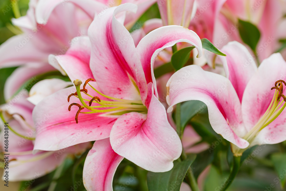Fototapeta premium Beautiful oriental hybrids in bloom. Growing bulbous oriental lilies in the garden. Bright flower of oriental hybrids. Floral background.
