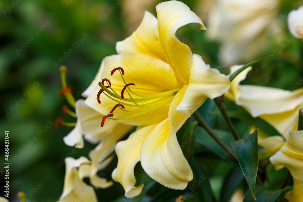 Fototapeta premium Beautiful oriental hybrids in bloom. Growing bulbous oriental lilies in the garden. 