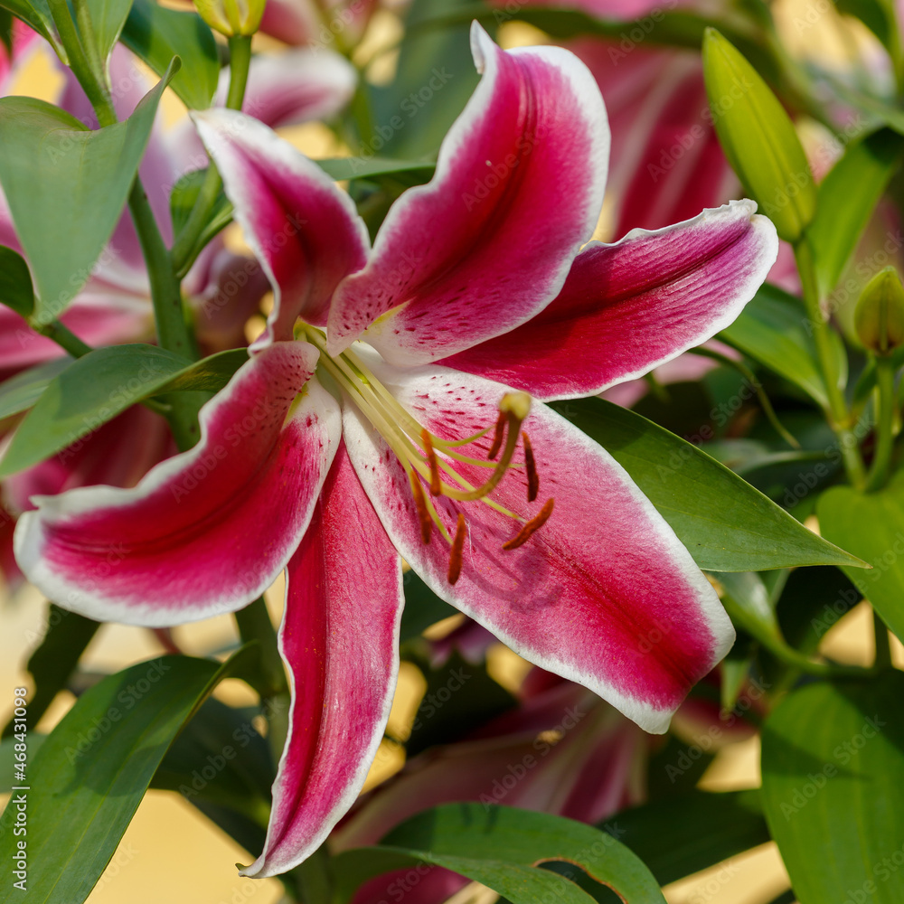 Oriental hybrids in bloom close up. Beautiful flowers of oriental hyblrids in garden Oriental hybrids in bloom close up. Beautiful flowers of oriental hyblrids in garden