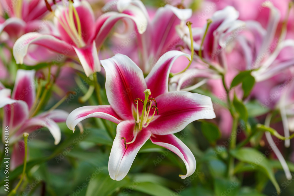 Beautiful oriental hybrids in bloom. Growing bulbous oriental lilies in the garden. Bright flower of oriental hybrids. Floral background. Beautiful oriental hybrids in bloom. Growing bulbous oriental lilies in the garden. Bright flower of oriental hybrids. Floral background.