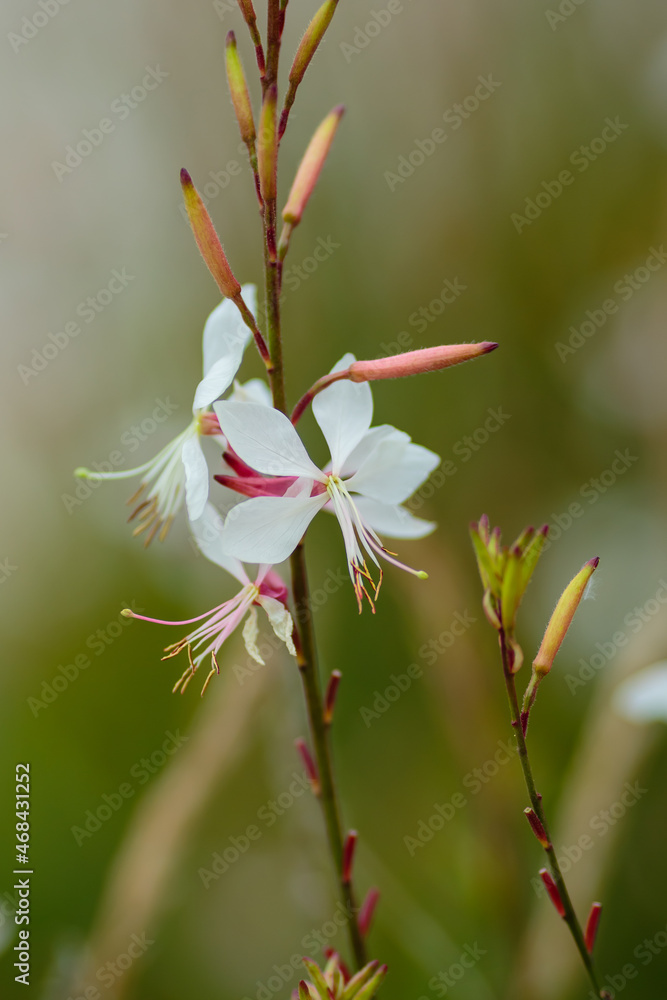 Gaura Lindheimeri ( White gaura) - plant species of the genus Gaura family kipreyny. Gaura Whirling butterflies in herb garden Gaura Lindheimeri ( White gaura) - plant species of the genus Gaura family kipreyny. Gaura Whirling butterflies in herb garden