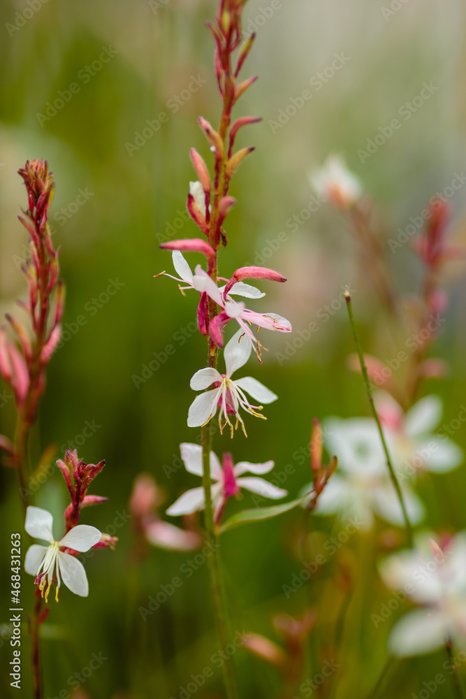 Gaura Whirling butterflies in bloom in garden Gaura Whirling butterflies in bloom in garden