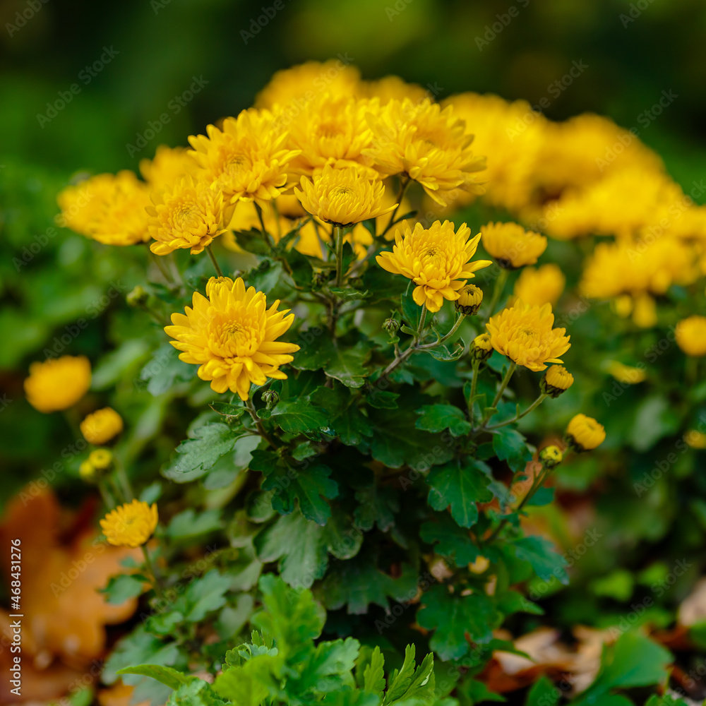 Blooming of Chrysanthemum Korean in autumn garden. Yellow flowers of Chrysanthemum Korean in bloom Blooming of Chrysanthemum Korean in autumn garden. Yellow flowers of Chrysanthemum Korean in bloom