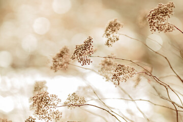 Keuken achterwand Beige Droge bloem in vintage tuinsfeer  © Flower_Garden