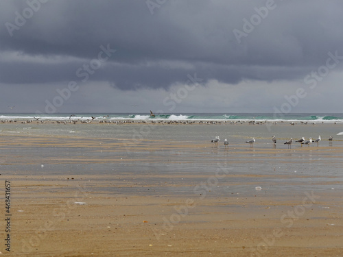 Seagulls at the edge of the Atlantic Ocean on a beach in the Landes