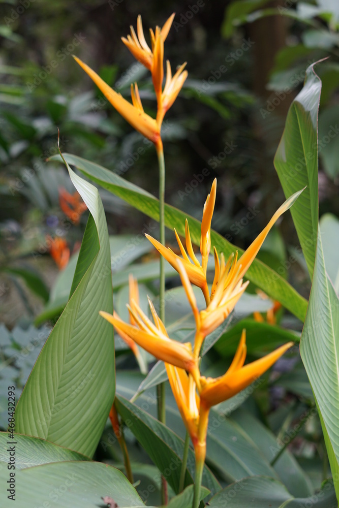 Beautiful Heliconia Psittacorum Golden Tourch Heliconia Lady Diana Yellow Flower Stock Photo