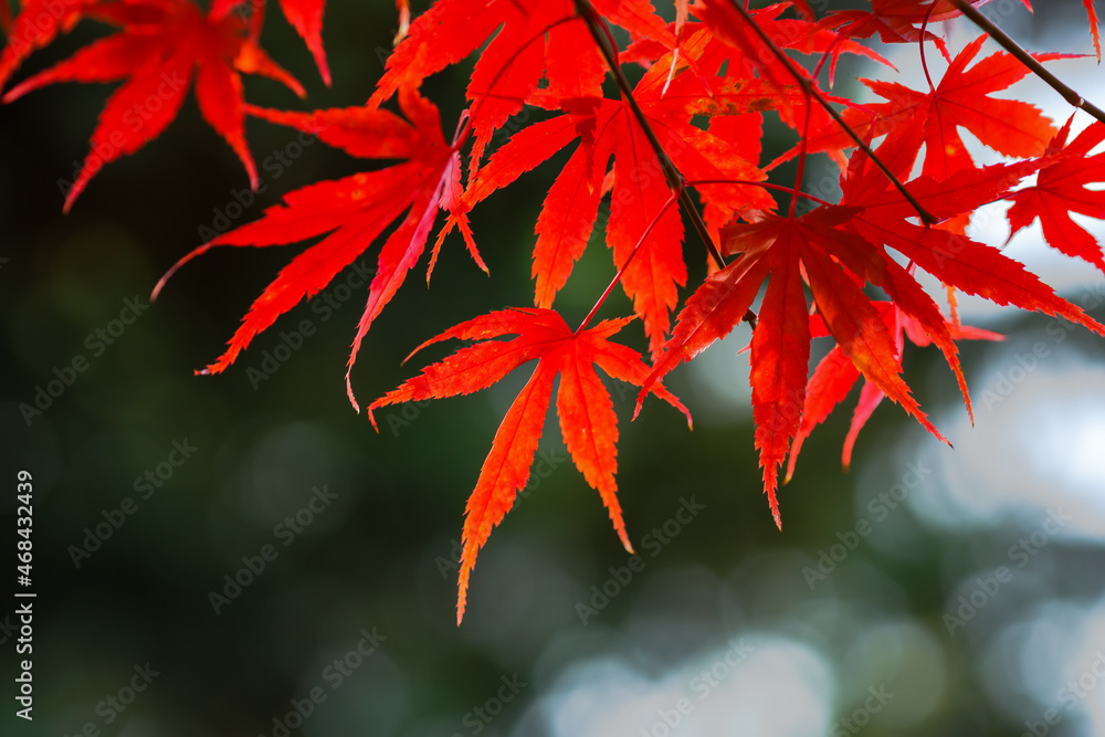 Beautiful red Japanese Maple leaves against the sky. Autumn background. An image for a banner or poster. Beautiful red Japanese Maple leaves against the sky. Autumn background. An image for a banner or poster.