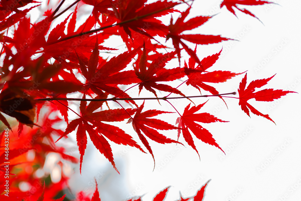 Beautiful red Japanese Maple leaves against the sky. Autumn background. An image for a banner or poster. Beautiful red Japanese Maple leaves against the sky. Autumn background. An image for a banner or poster.