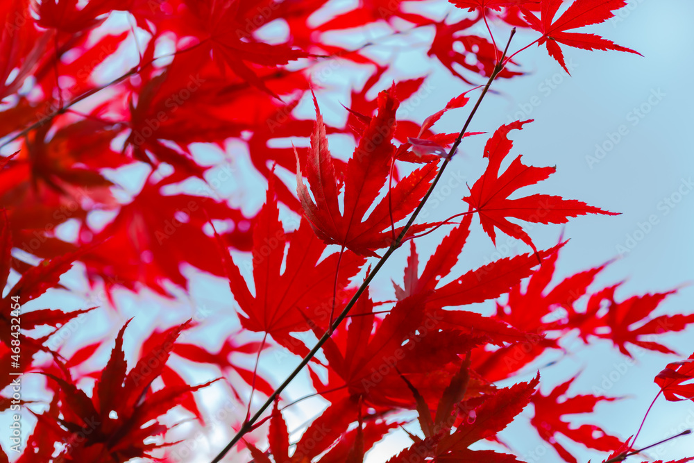 Red autumn leaves of Downy Japanese Maple in autumn season Red autumn leaves of Downy Japanese Maple in autumn season