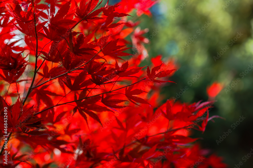 Beautiful red Japanese Maple leaves against the sky. Autumn background. An image for a banner or poster. Beautiful red Japanese Maple leaves against the sky. Autumn background. An image for a banner or poster.