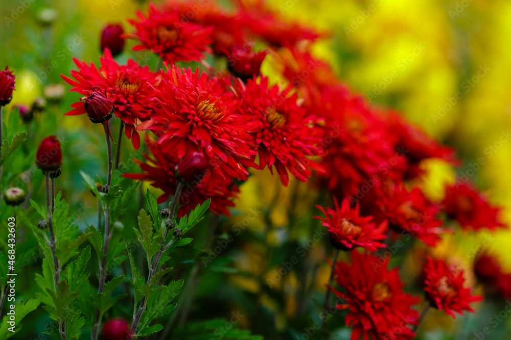 Bright red background of Korean chrysanthemum flowers. Floral autumn red background, banner or poster Bright red background of Korean chrysanthemum flowers. Floral autumn red background, banner or poster