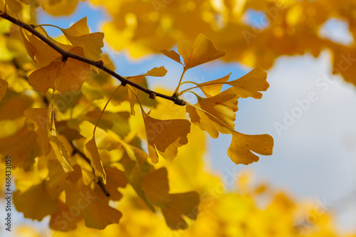 Natural autumn background with ginkgo biloba leaves. Ginkgo biloba branch with yellow leaves in autumn.