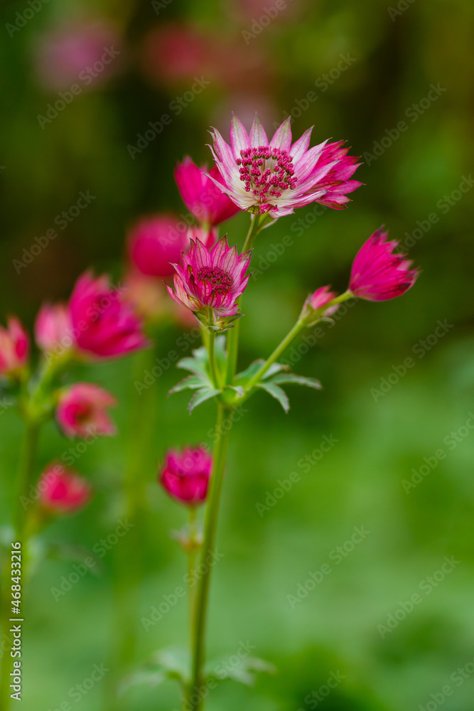 Astrantia major sort Lars in summer garden. Great masterwort red flowers with green Astrantia major sort Lars in summer garden. Great masterwort red flowers with green
