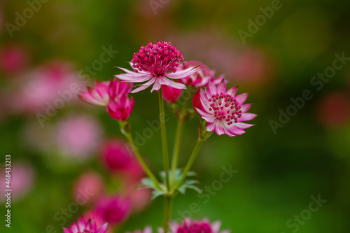 Astrantia major sort Lars in summer garden. Great masterwort red flowers with green